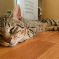 Tekir Kedi, Kedi  Karma fotoğrafı