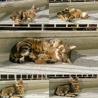 Tekir Kedi, Kedi  Karma fotoğrafı