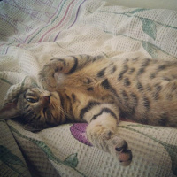 Tekir Kedi, Kedi  Karma fotoğrafı