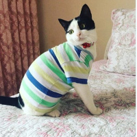 Tekir Kedi, Kedi  Mila fotoğrafı