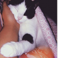 Tekir Kedi, Kedi  Mila fotoğrafı