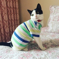 Tekir Kedi, Kedi  Mila fotoğrafı