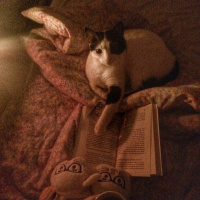 Tekir Kedi, Kedi  Mila fotoğrafı