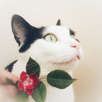 Tekir Kedi, Kedi  Mila fotoğrafı