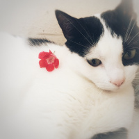 Tekir Kedi, Kedi  Mila fotoğrafı