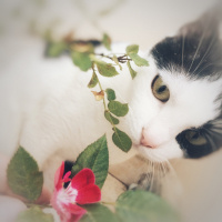 Tekir Kedi, Kedi  Mila fotoğrafı