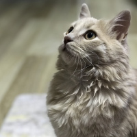 Sarman, Kedi  Dobby fotoğrafı