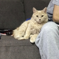 Sarman, Kedi  Dobby fotoğrafı
