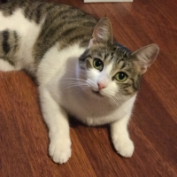 Tekir Kedi, Kedi  Yosun fotoğrafı