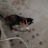 Tekir Kedi, Kedi  Monte fotoğrafı