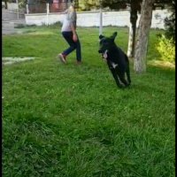 Labrador Retriever, Köpek  Panter fotoğrafı