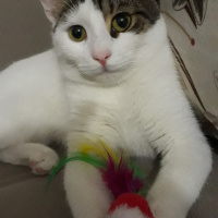 Ankara Kedisi, Kedi  Luna fotoğrafı