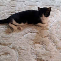 Tekir Kedi, Kedi  Gece fotoğrafı