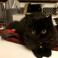 İran Kedisi (Persian), Kedi  Shiraz fotoğrafı