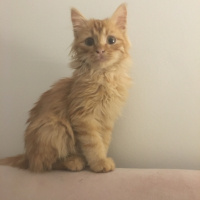 Sarman, Kedi  Tudi fotoğrafı