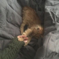 Sarman, Kedi  Tudi fotoğrafı