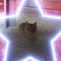 Sarman, Kedi  Tudi fotoğrafı