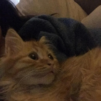 Sarman, Kedi  Tudi fotoğrafı