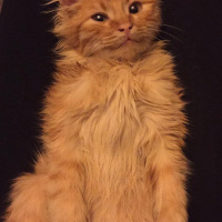 Sarman, Kedi  Tudi fotoğrafı