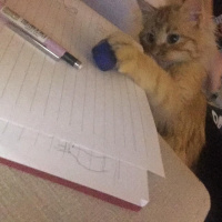 Sarman, Kedi  Tudi fotoğrafı