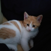 Sarman, Kedi  Patates fotoğrafı