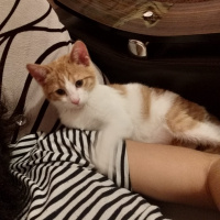 Sarman, Kedi  Patates fotoğrafı