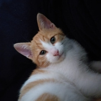 Sarman, Kedi  Patates fotoğrafı