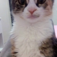 Tekir Kedi, Kedi  Şeker fotoğrafı
