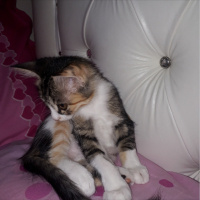Tekir Kedi, Kedi  Şeker fotoğrafı