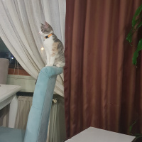 Tekir Kedi, Kedi  Karamel fotoğrafı