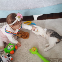 Tekir Kedi, Kedi  Karamel fotoğrafı
