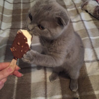 Scottish Fold, Kedi  Leo fotoğrafı