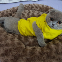 Scottish Fold, Kedi  Kiraz fotoğrafı