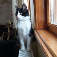 Tuxedo (Smokin) Kedi, Kedi  Müezza fotoğrafı