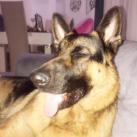 Alman Çoban Köpeği, Köpek  Zeus fotoğrafı