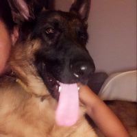 Alman Çoban Köpeği, Köpek  Zeus fotoğrafı
