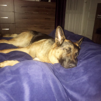Alman Çoban Köpeği, Köpek  Zeus fotoğrafı