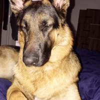 Alman Çoban Köpeği, Köpek  Zeus fotoğrafı