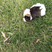 Guinea Pig, Kemirgen  Dudu fotoğrafı