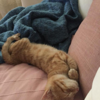 Sarman, Kedi  Fındık fotoğrafı