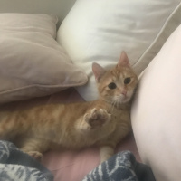 Sarman, Kedi  Fındık fotoğrafı