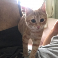 Sarman, Kedi  Fındık fotoğrafı