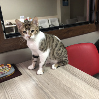 Bombay, Kedi  MİNNAK VE BEYAZ fotoğrafı
