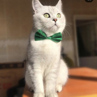 British Shorthair, Kedi  Bilbo baggins fotoğrafı