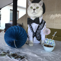 British Shorthair, Kedi  Bilbo baggins fotoğrafı