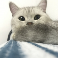 British Shorthair, Kedi  Bilbo baggins fotoğrafı