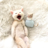 British Shorthair, Kedi  Bilbo baggins fotoğrafı