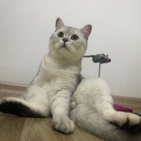 British Shorthair, Kedi  Bilbo baggins fotoğrafı