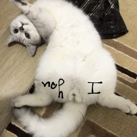 British Shorthair, Kedi  Bilbo baggins fotoğrafı
