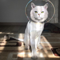 British Shorthair, Kedi  Bilbo baggins fotoğrafı